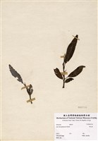 藏品(褐毛柳)的圖片